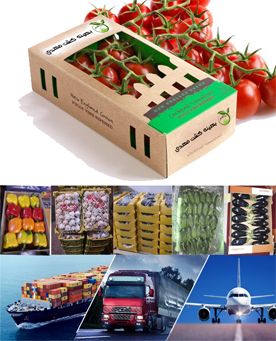 صادرات صیفی